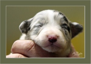 Blue Merle Puppy