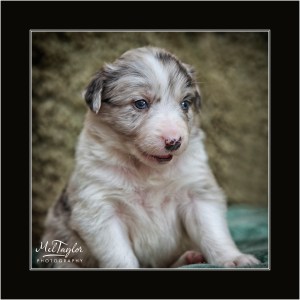 Blue Merle Collie Puppy