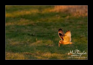 Shorte Eared Owl Hunting