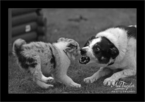 Fighting Collie dog and puppy