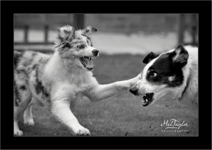 Playing Collies
