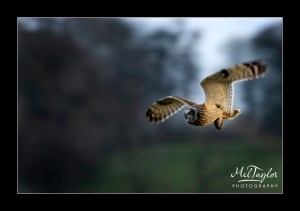 Short Eared Owl