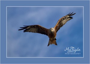 Red Kite