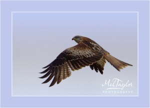 Red Kite