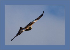 Tagged Red Kite