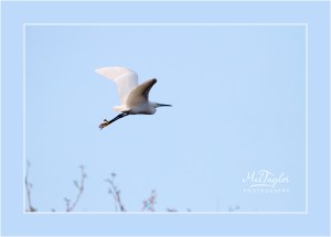Little Egret