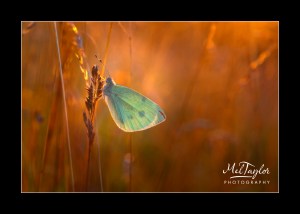 Mel_Taylor_Nature_January_UK_14