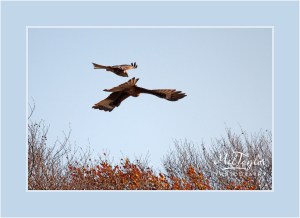Red Kites Playing