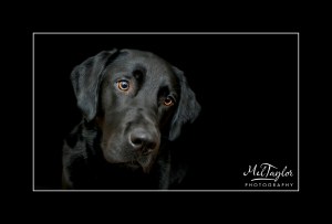 Mel_Taylor_Pet Portrait_February_UK_14