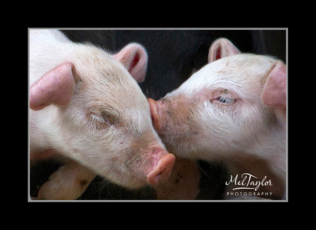 PigletsSWPPAdorablePetsHighly Commeded