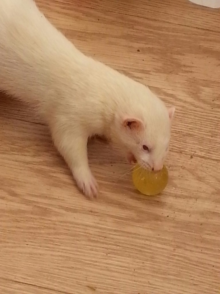 Ferret3