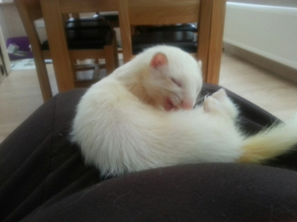 Ferret4