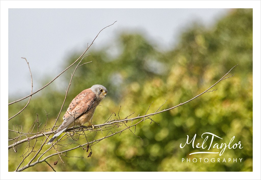 In to the Woods_0083