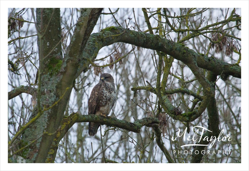 In to the Woods_0084