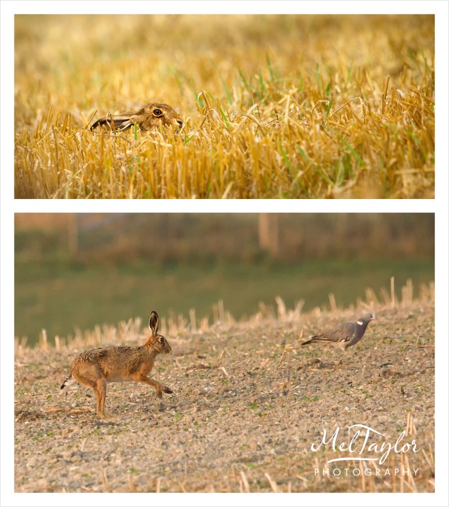 In to the Woods_0085