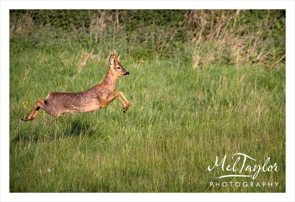 In to the Woods_0093