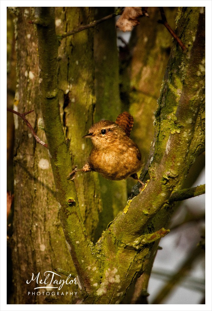 In to the Woods_0097