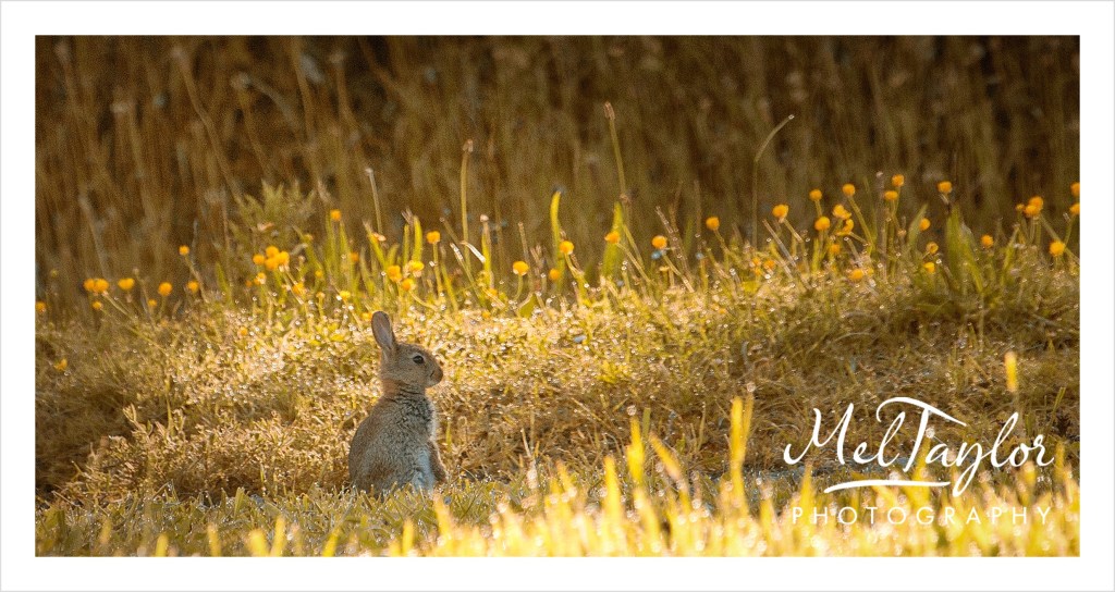 In to the Woods_0099