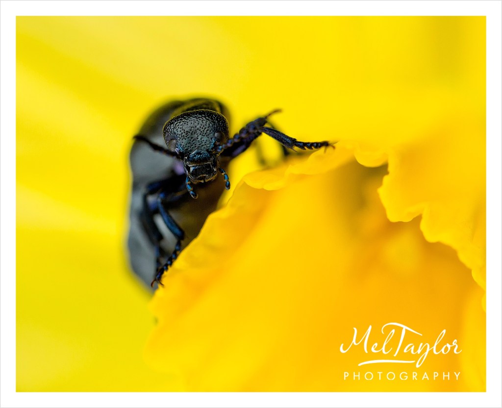 In to the Woods_0101