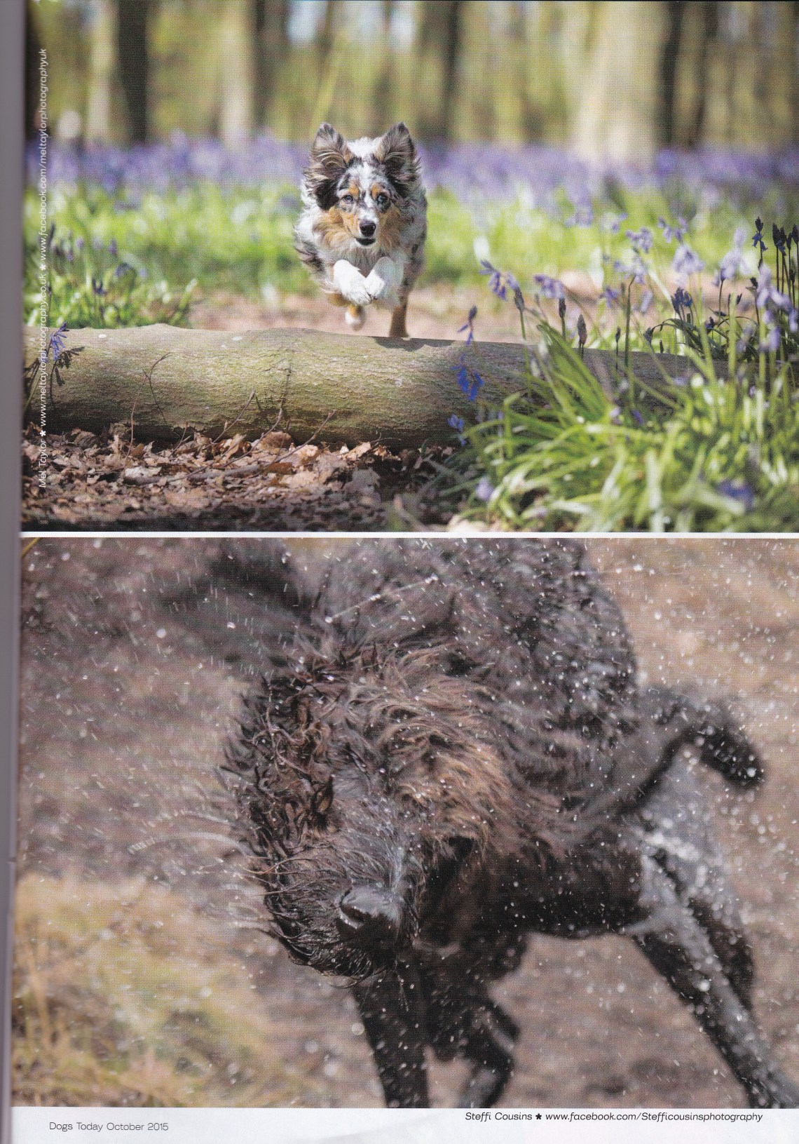 Dogs Today October 2015 image